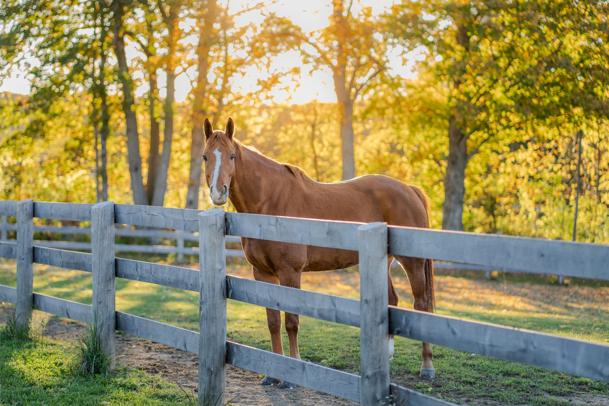 A brown horse stands behind a wooden fence at sunset while golden sunlight filters through autumn trees.