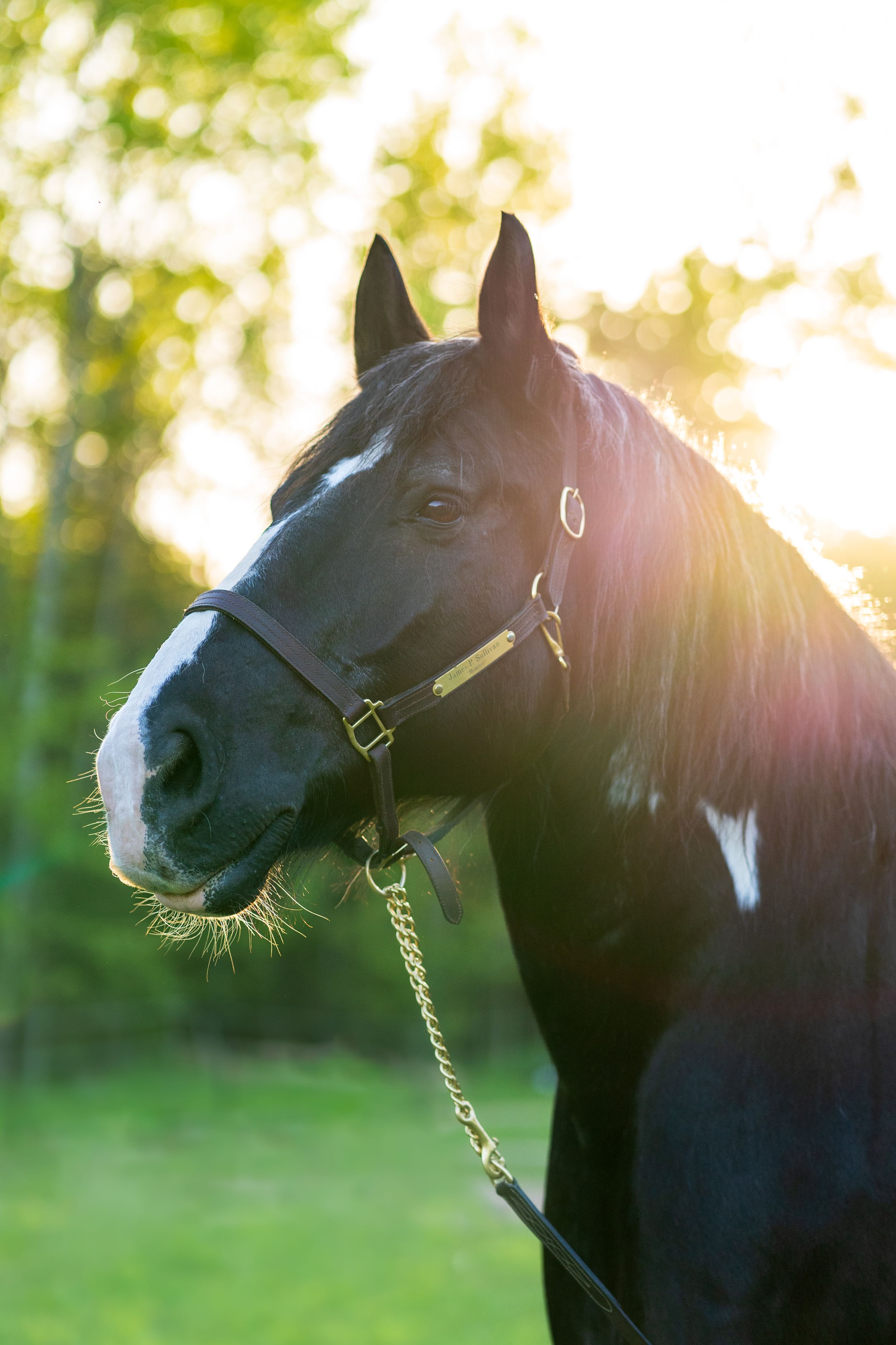 Close-up portrait of black horse with white markings backlit by golden sunset.
