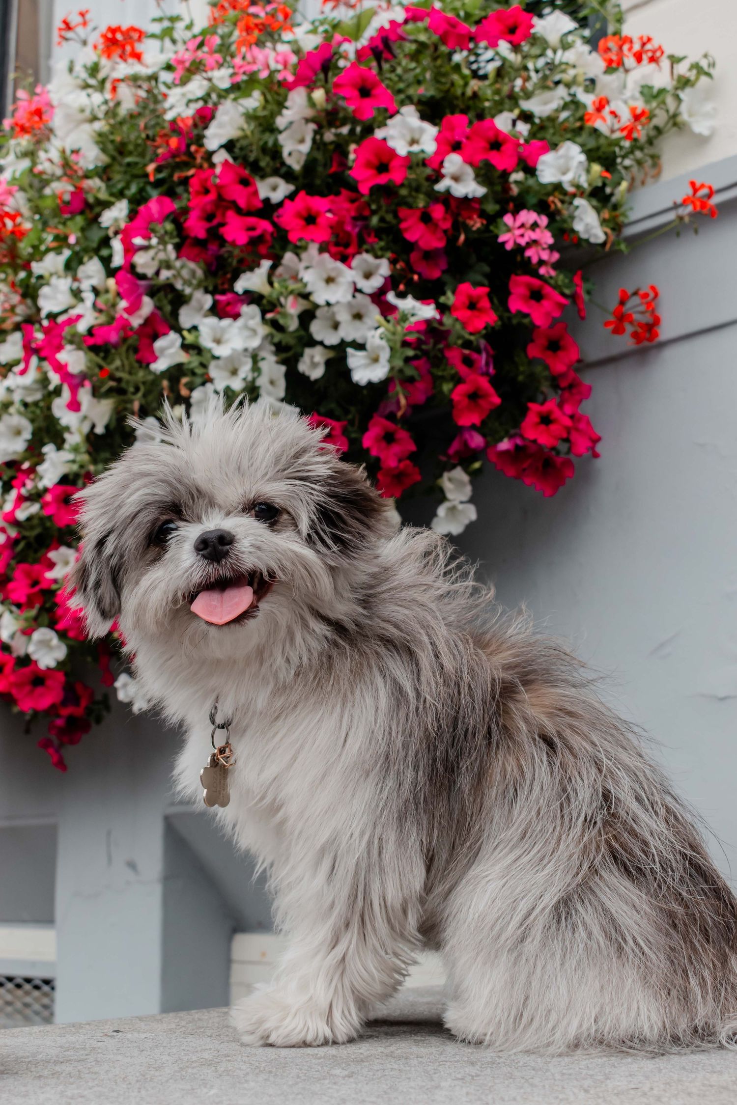 Cute Pet Photograph Amsterdam