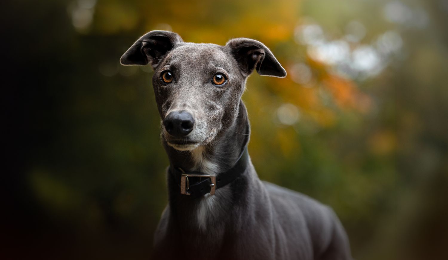 manchester pet photographer, greyhound heaton park