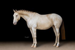 Branding, Sale, and Show - Julia Miller Photography