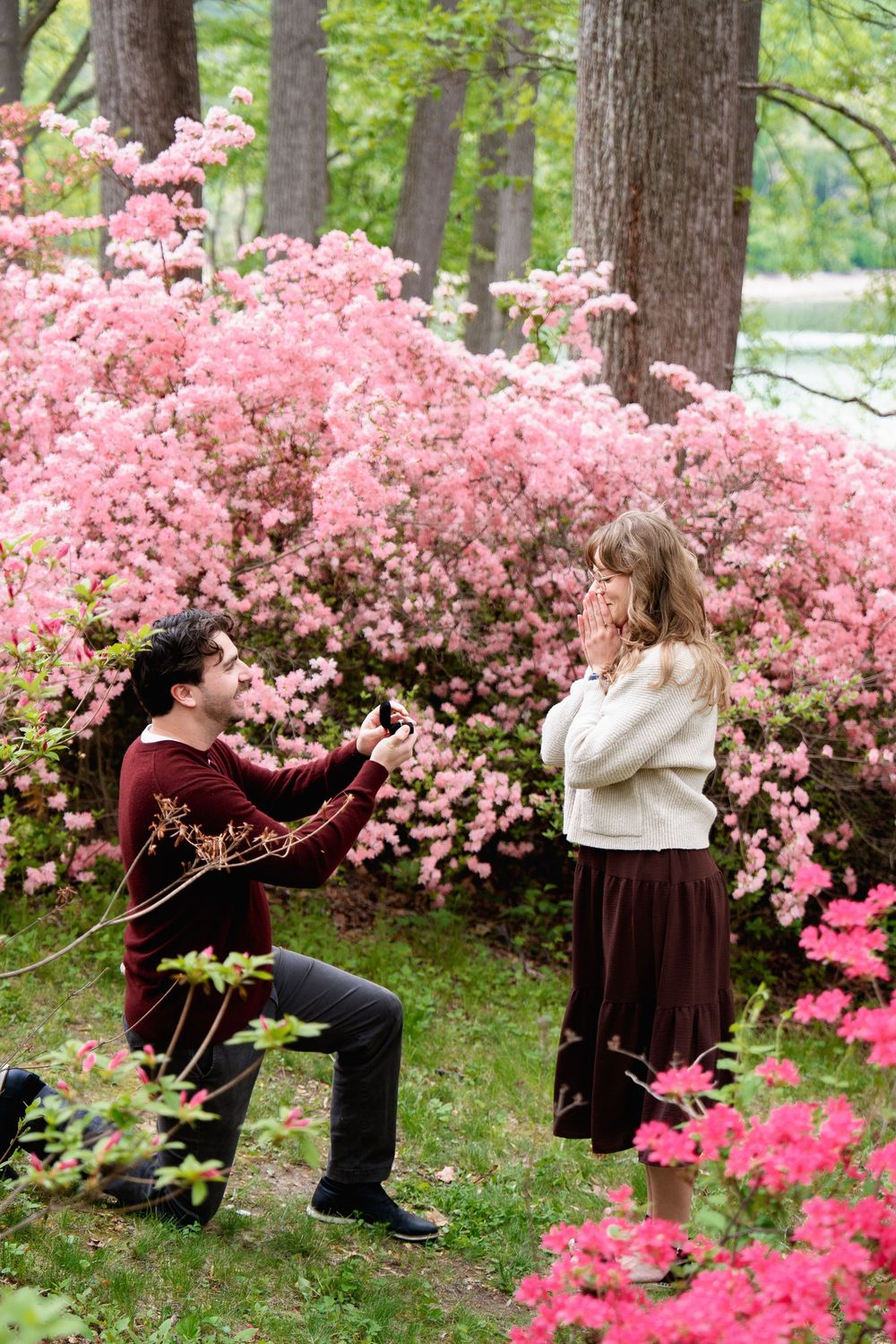Man kneeling to propose to woman among blooming pink azalea bushes in a lush garden setting, in Brookeville, Maryland