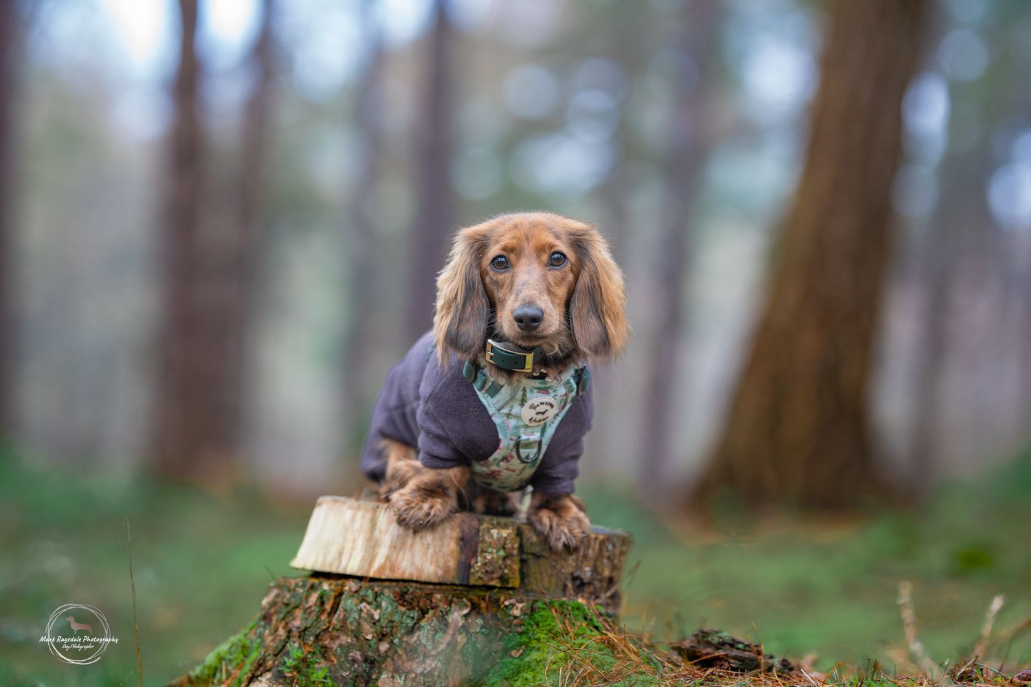 A dachshund wearing a purple jacket sits atop a mossy tree stump in a misty forest setting.