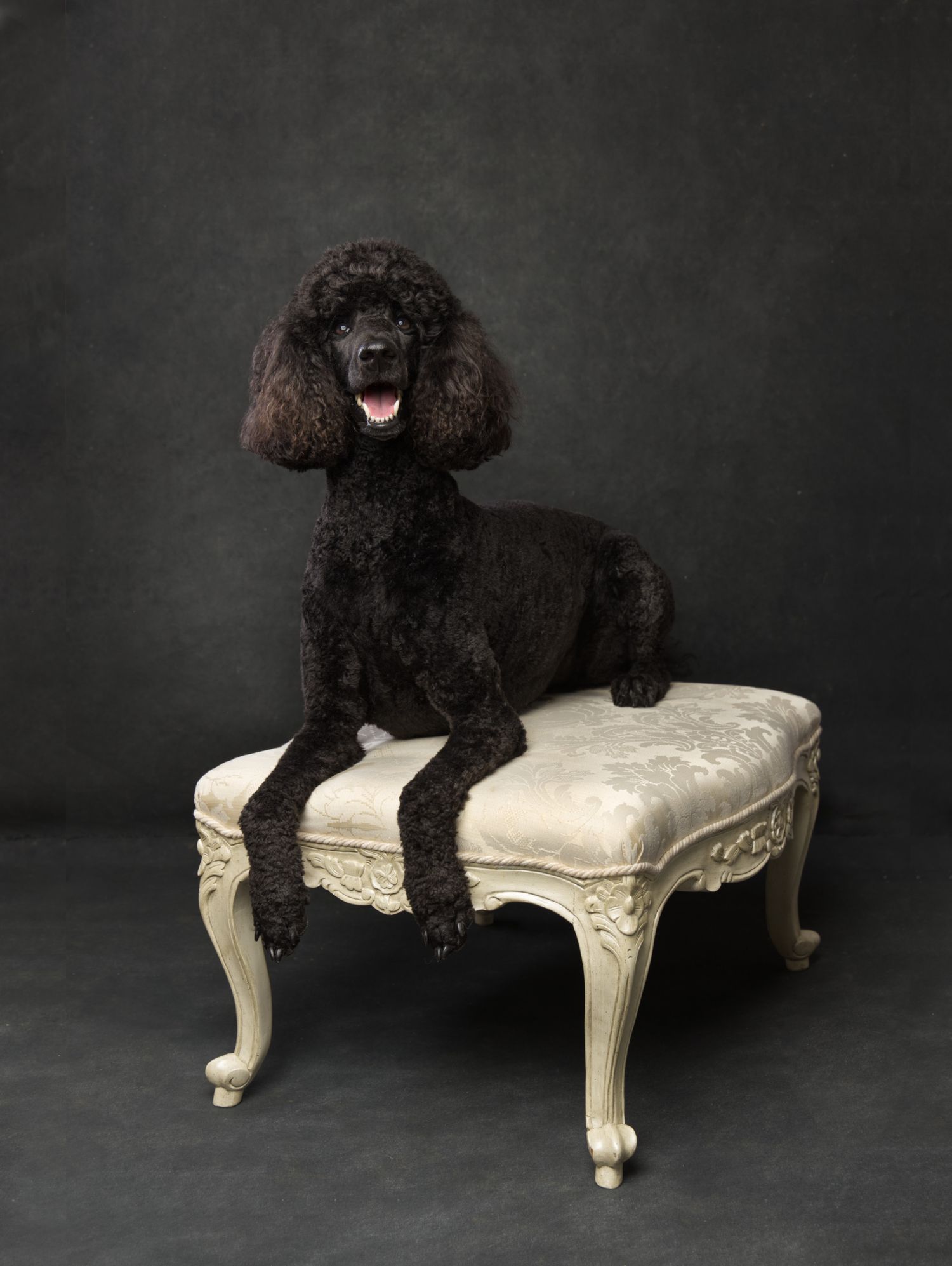 Italian hound, Lurcher, Studio Pets, Dog's photographer, Northampton. www.elenabrownportraits.co.uk, italian hound