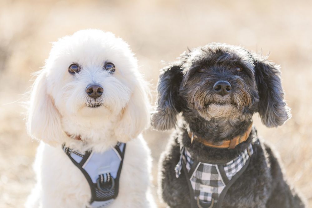 Portrait of 2 senior Poodle mixes.