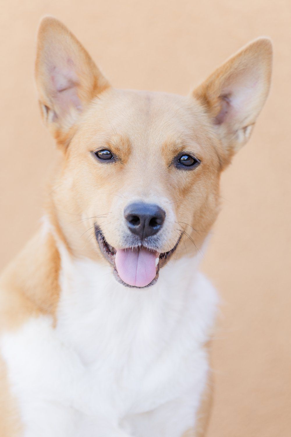 Portrait of a rescue Heeler pup.
