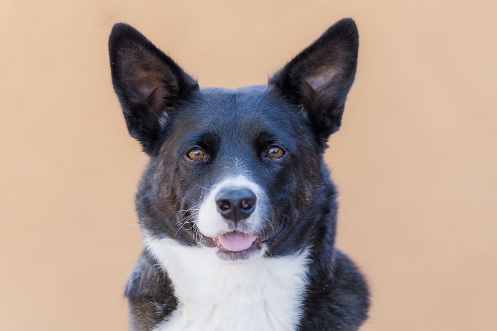 Portrait of a rescue Heeler pup.