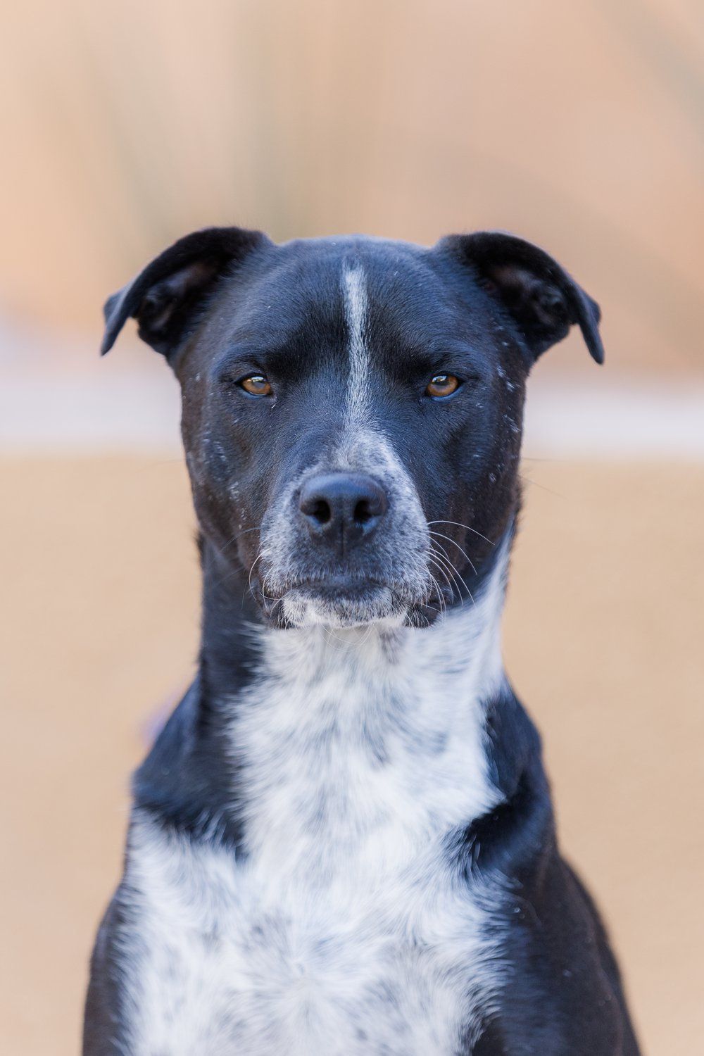 Portrait of a rescue pup.