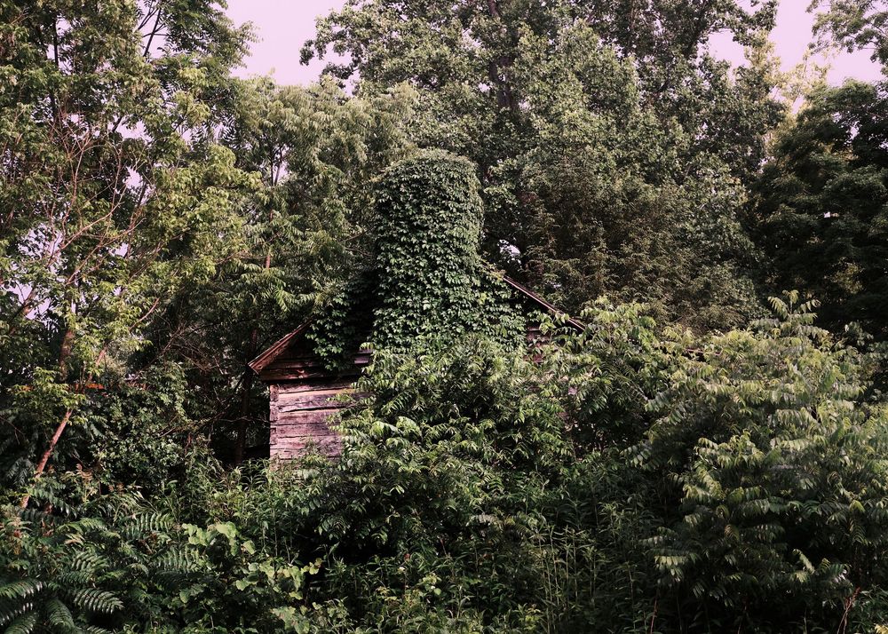 Abandoned wooden structure overtaken by lush green ivy and dense trees in a overgrown rural landscape.