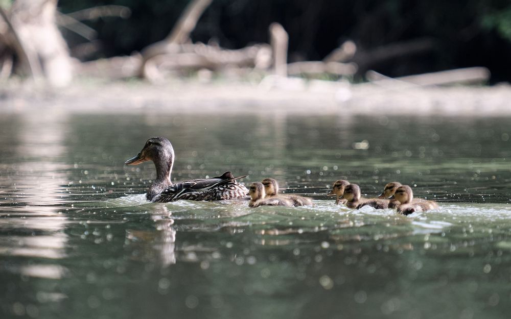 A mother duck leads her tiny ducklings in single file across a calm, reflective pond surface.