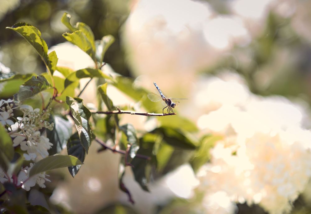 A dragonfly perched on a delicate branch surrounded by soft white blooms in a sunlit garden.