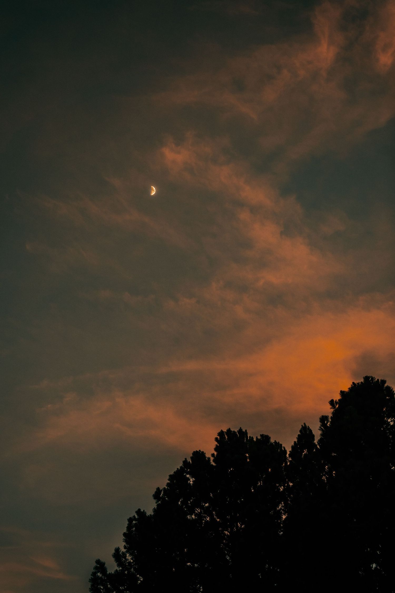 A crescent moon glows in an orange-tinted sky with silhouetted trees below.