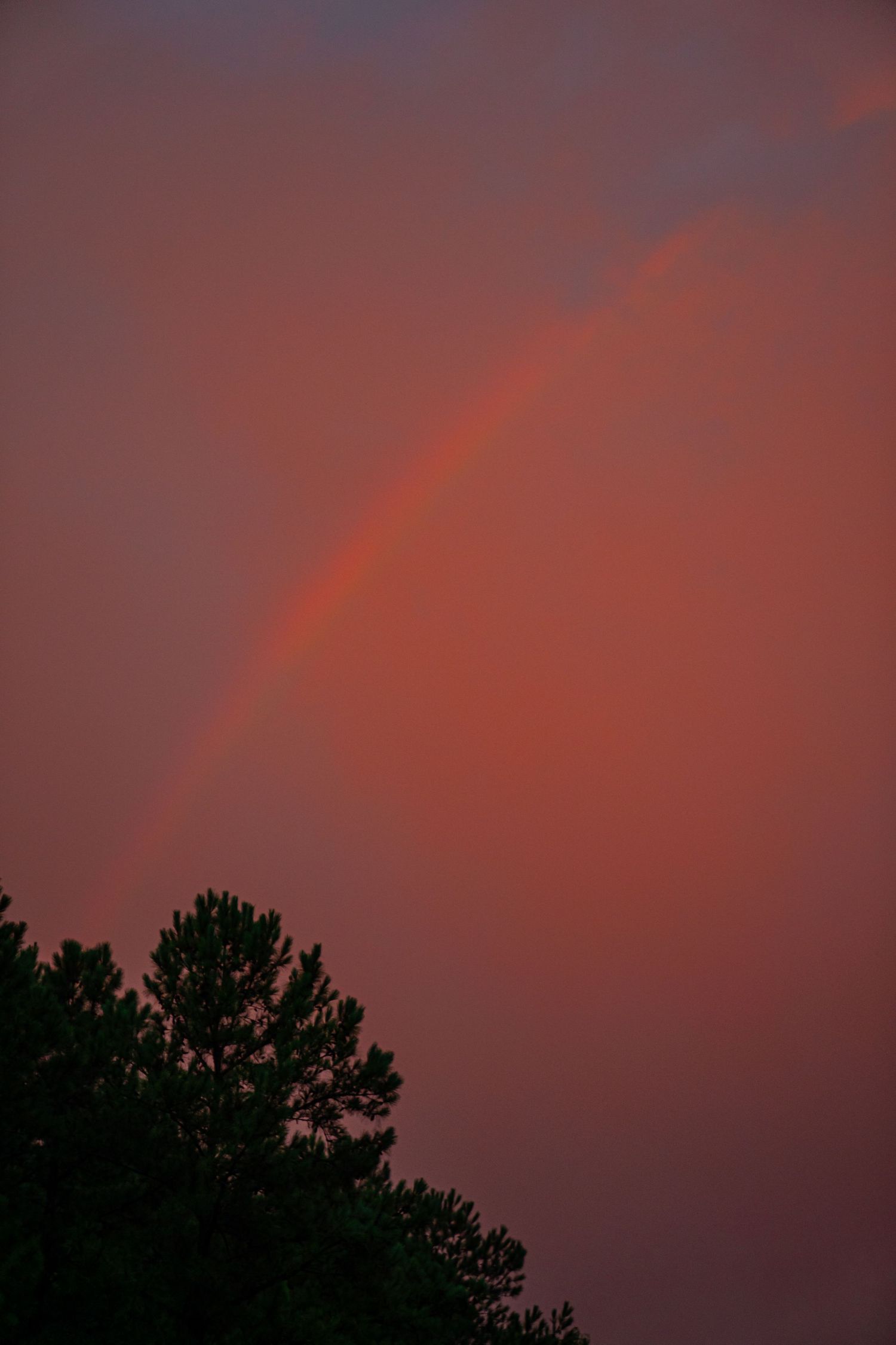 A pink rainbow arcs across a dusky sunset sky with dark pine trees in the foreground.