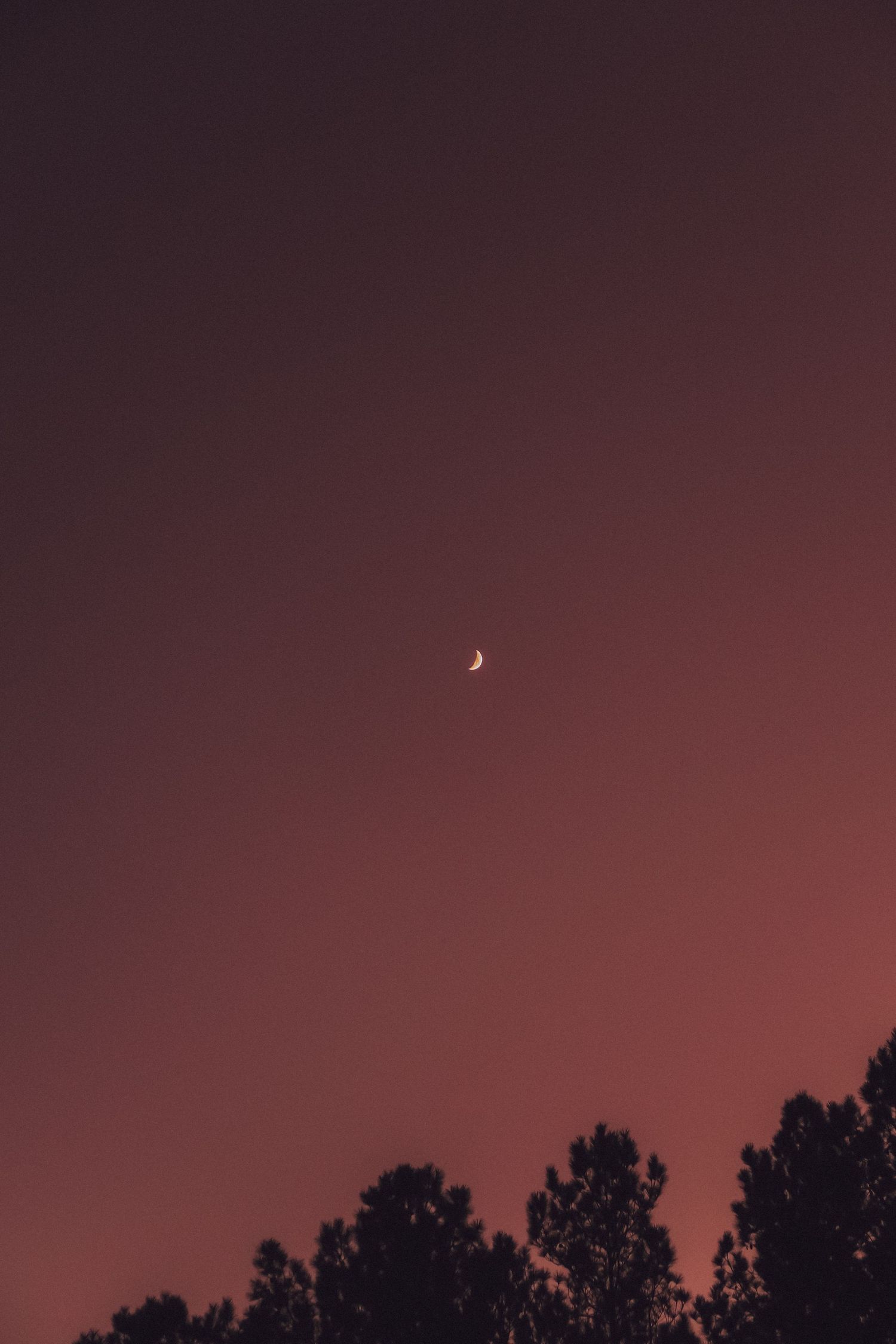 A thin crescent moon glows in a dusky pink sky above dark silhouettes of pine trees.