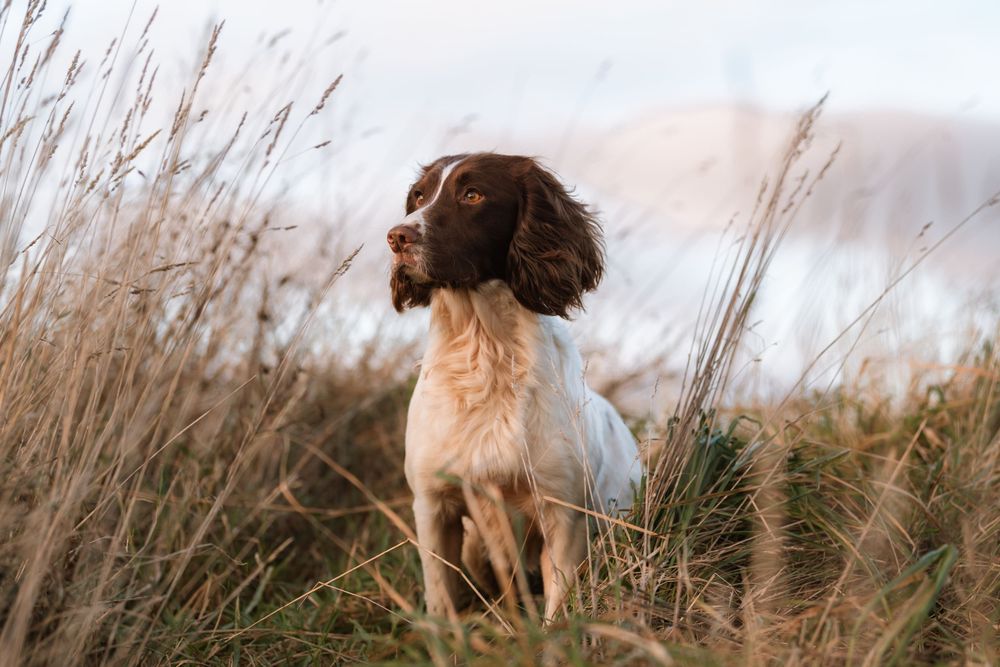 A dog sits in tall grass during golden hour with sunlight creating a warm backlit glow.