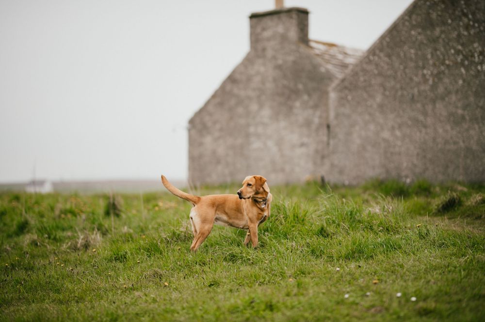 Golden retriever dog standing in grassy field with stone cottage in background.