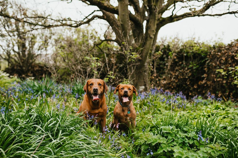 Two golden retrievers sitting together in a garden with blooming blue flowers.
