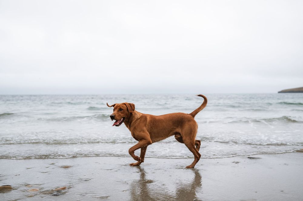 Brown dog playing and jumping in the ocean waves along a misty beach shoreline.