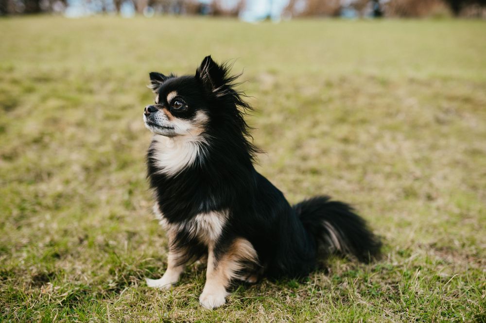 Black and white long-haired Chihuahua sitting alertly in green grass.