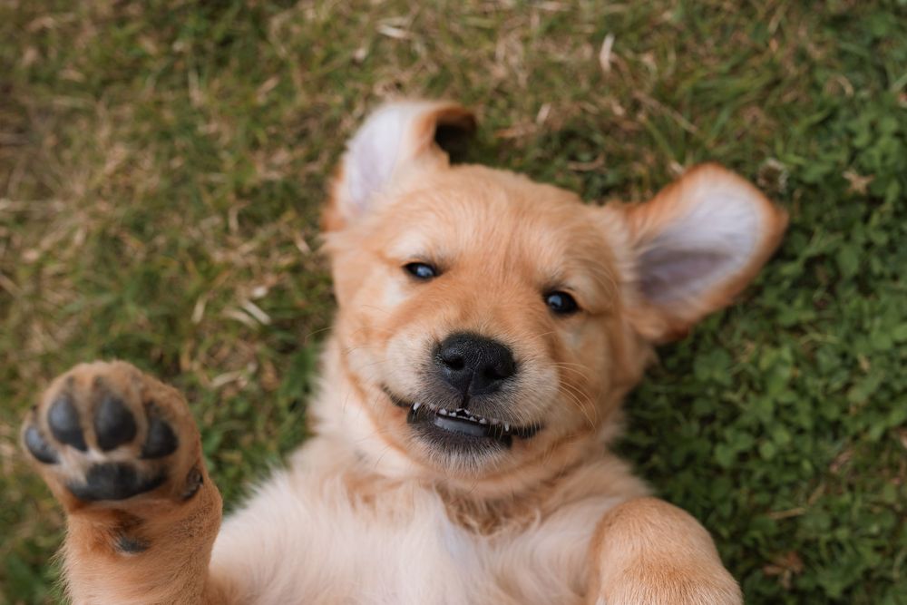 Smiling golden retriever puppy lying on grass waves paw at camera with playful expression.