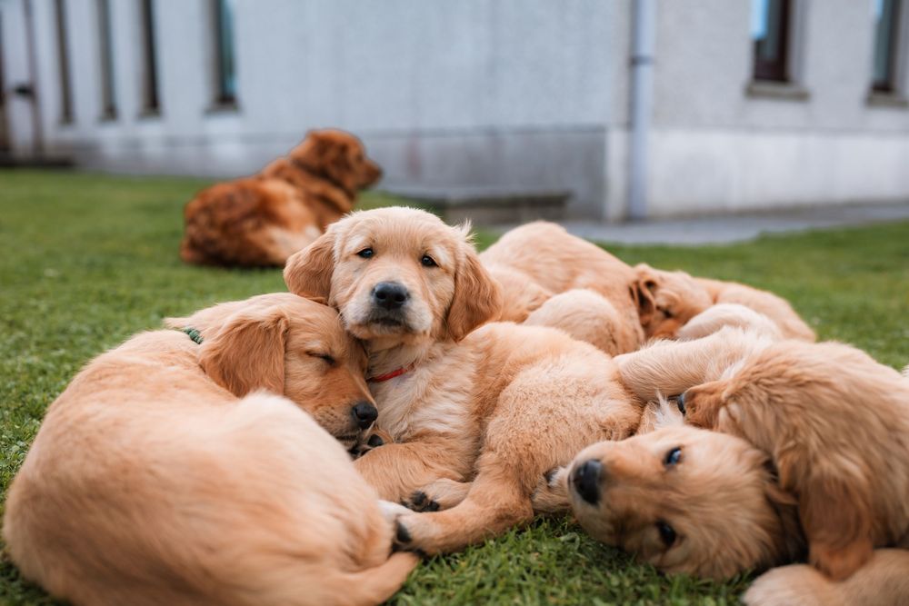 Golden retriever puppies snuggling together in a pile on green grass outside a building.