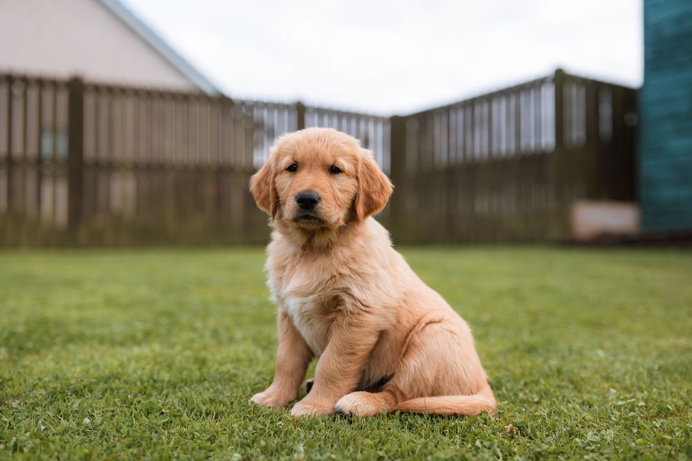 Golden retriever puppy sits in green grass with a playful expression on a sunny day.