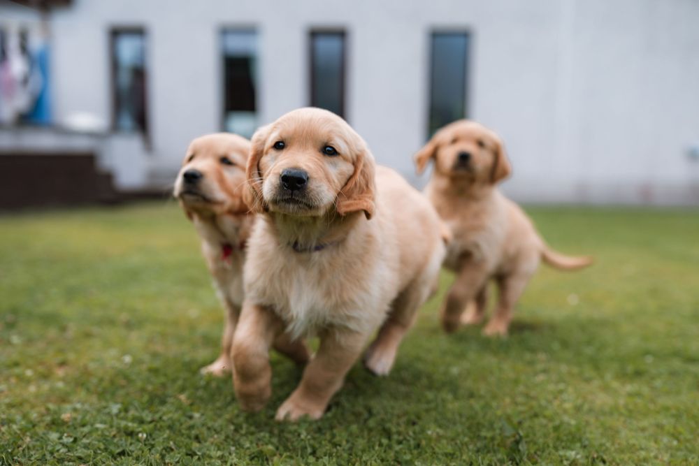 A group of golden retriever puppies running and playing together on a grassy lawn.