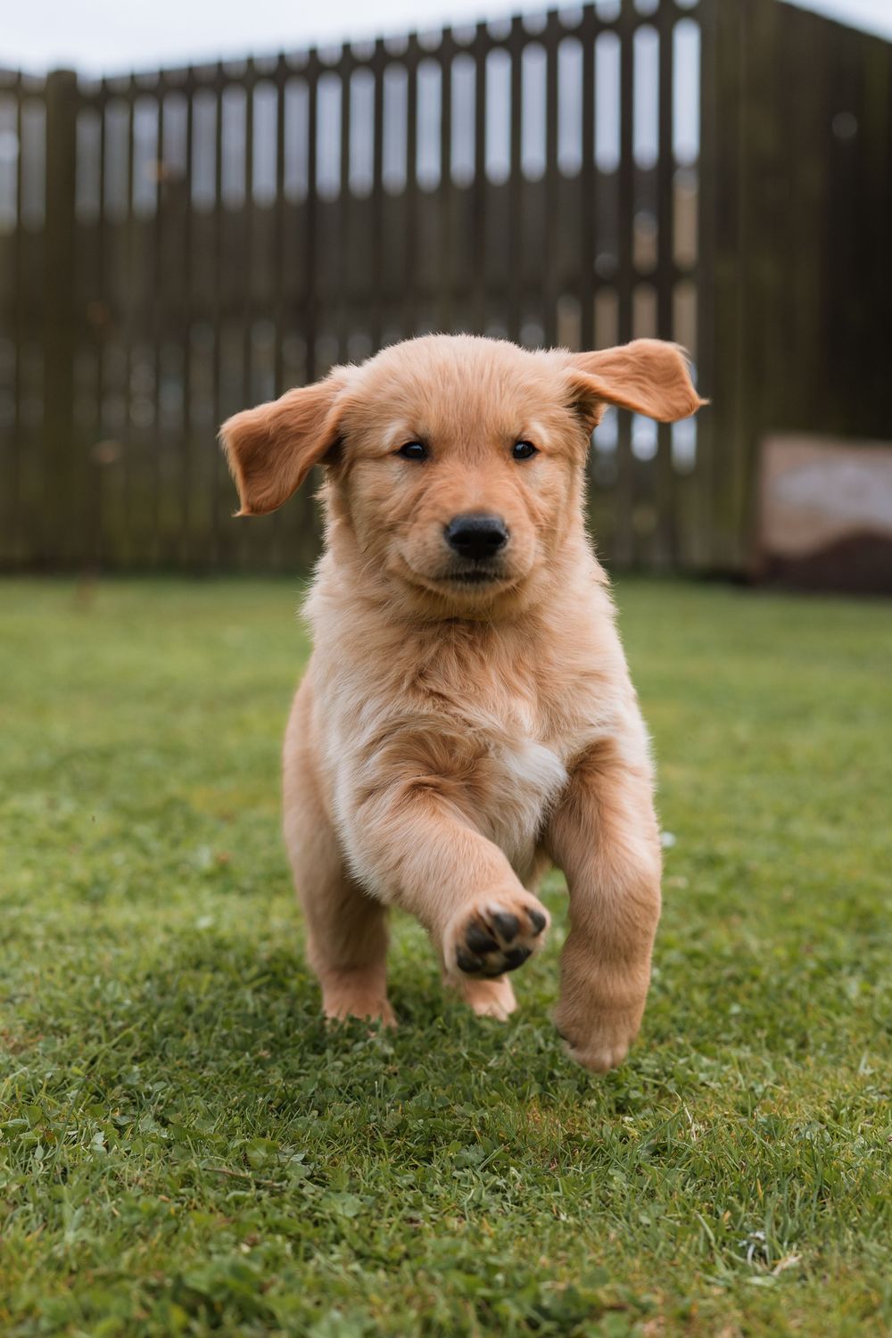 Adorable golden retriever puppy running and playing on green grass in sequence of connected action shots.