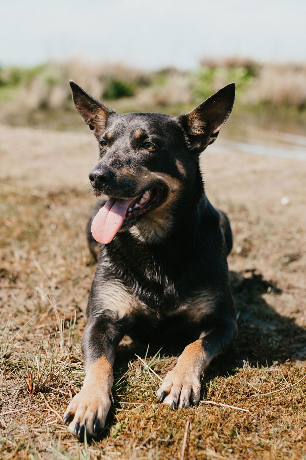 Black and tan dog lying in dry grass with tongue out and alert ears.