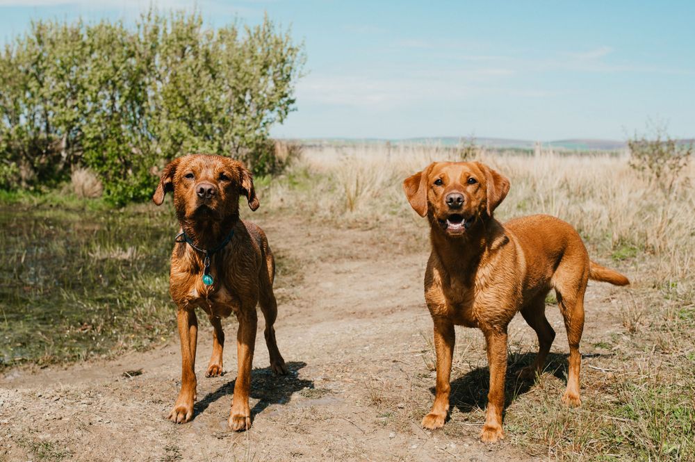 Two vizsla dogs standing together on a dirt path in sunny weather.