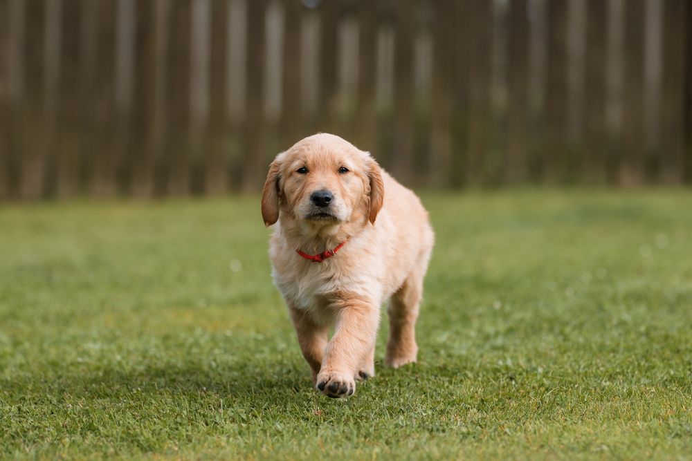 A golden retriever puppy runs and plays in a lush green grass field on a sunny day.