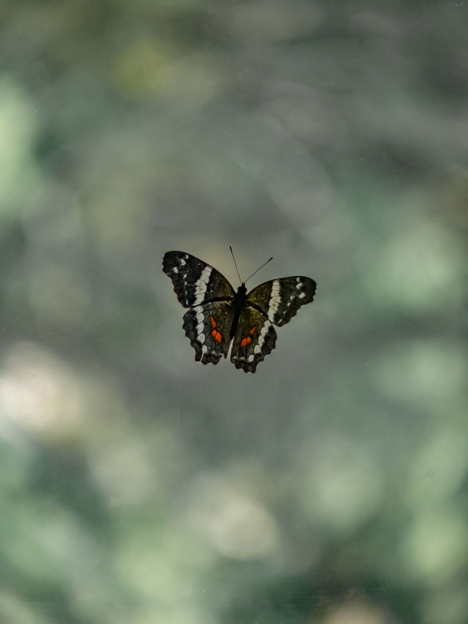 Black and white butterfly hovering in mid-flight against a soft, blurred background.