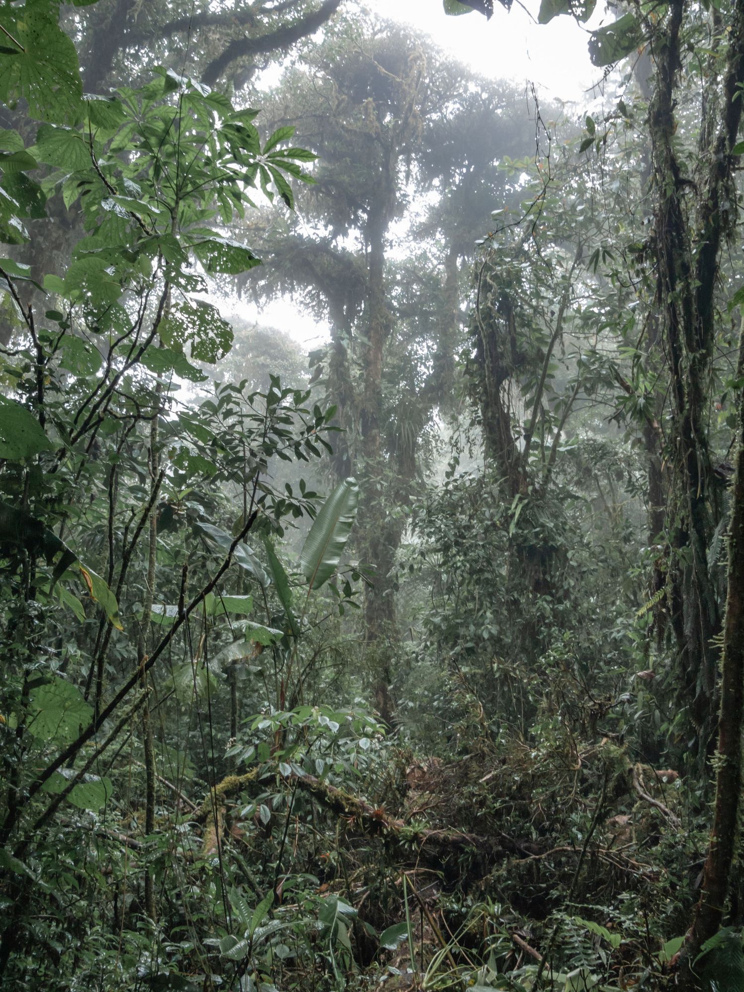 Misty tropical rainforest with dense vegetation and tall trees creating an ethereal atmosphere.