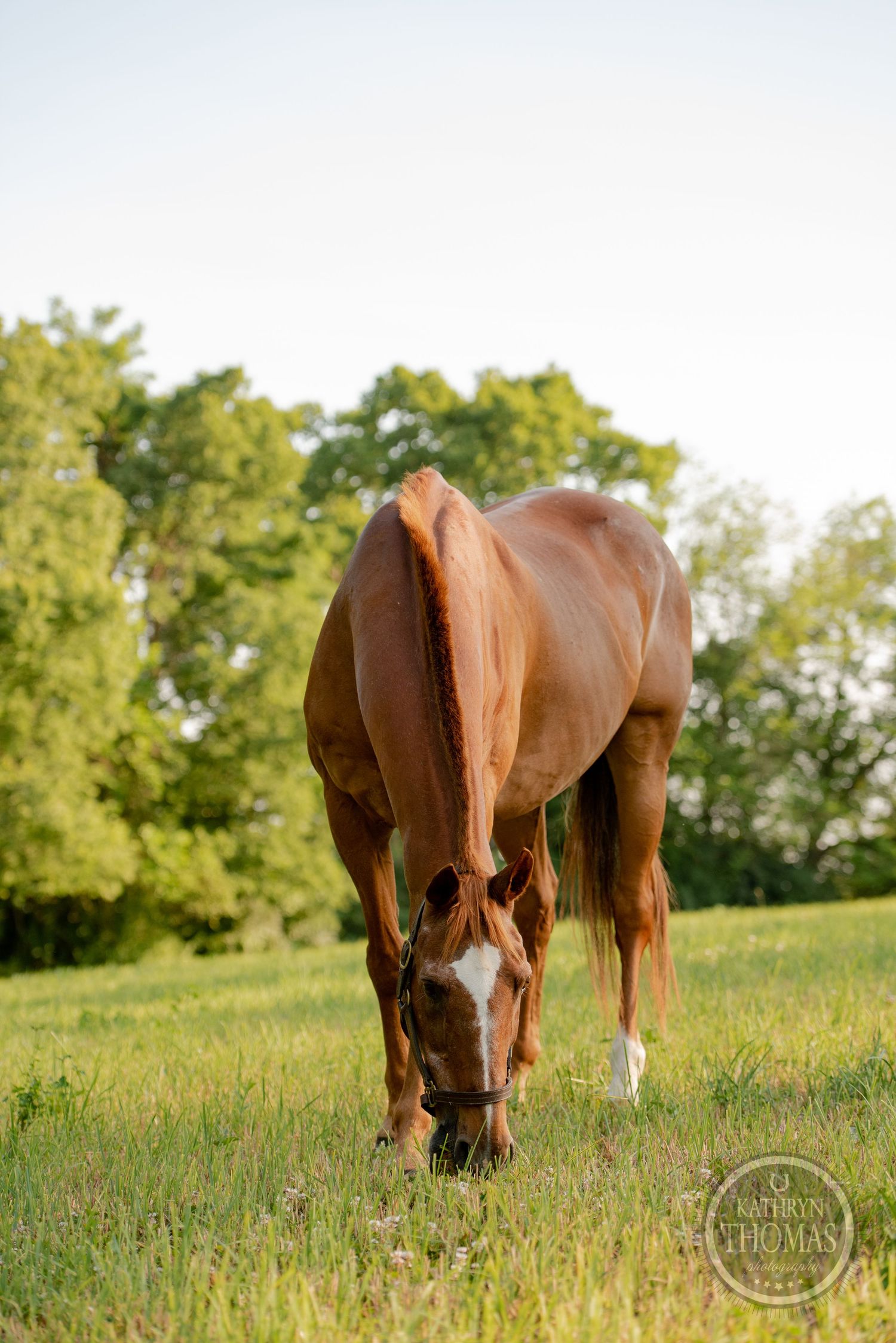 A brown horse grazes peacefully in a lush green field with trees in the background.