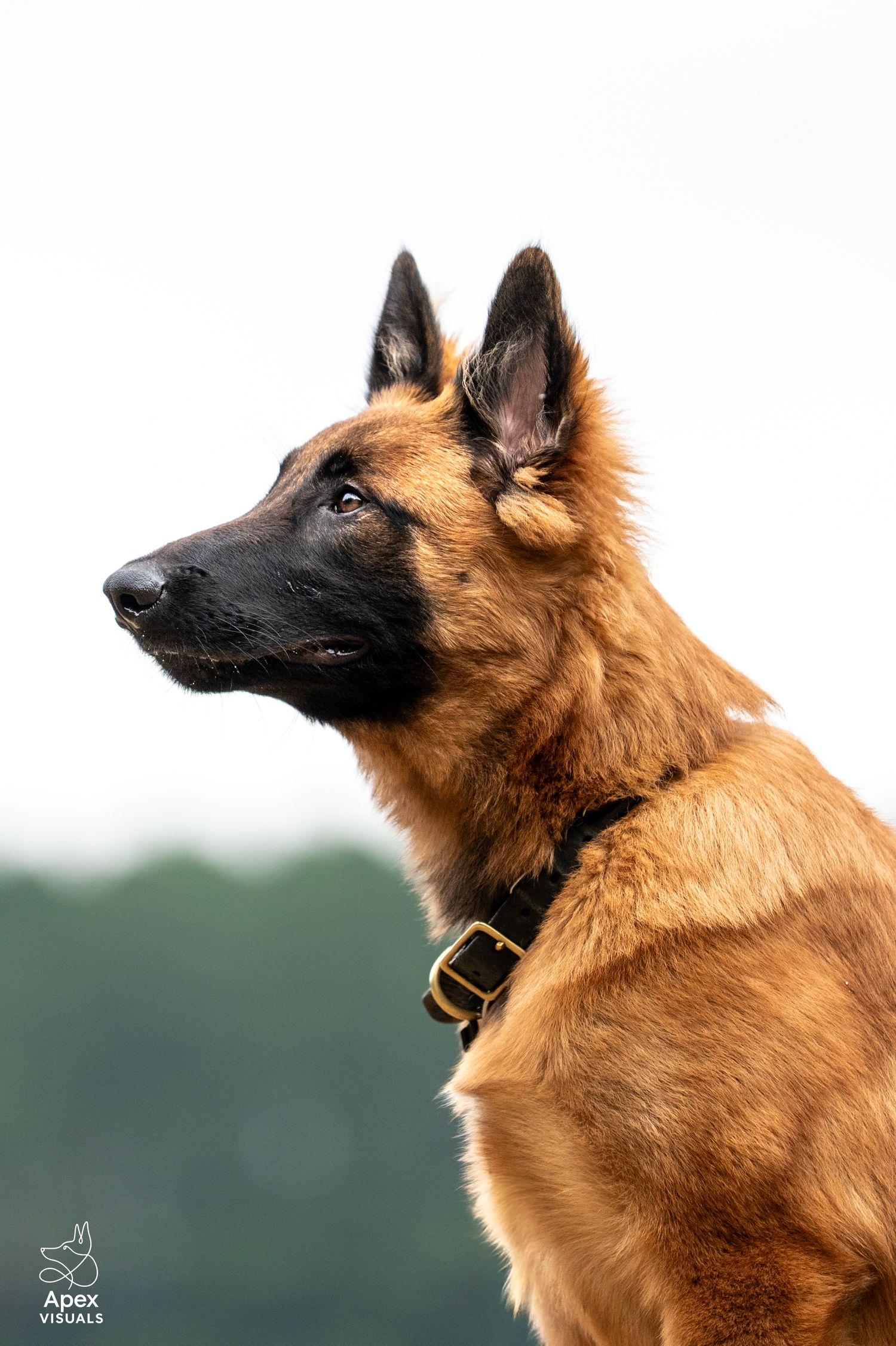 Rowan - Dyneema K9