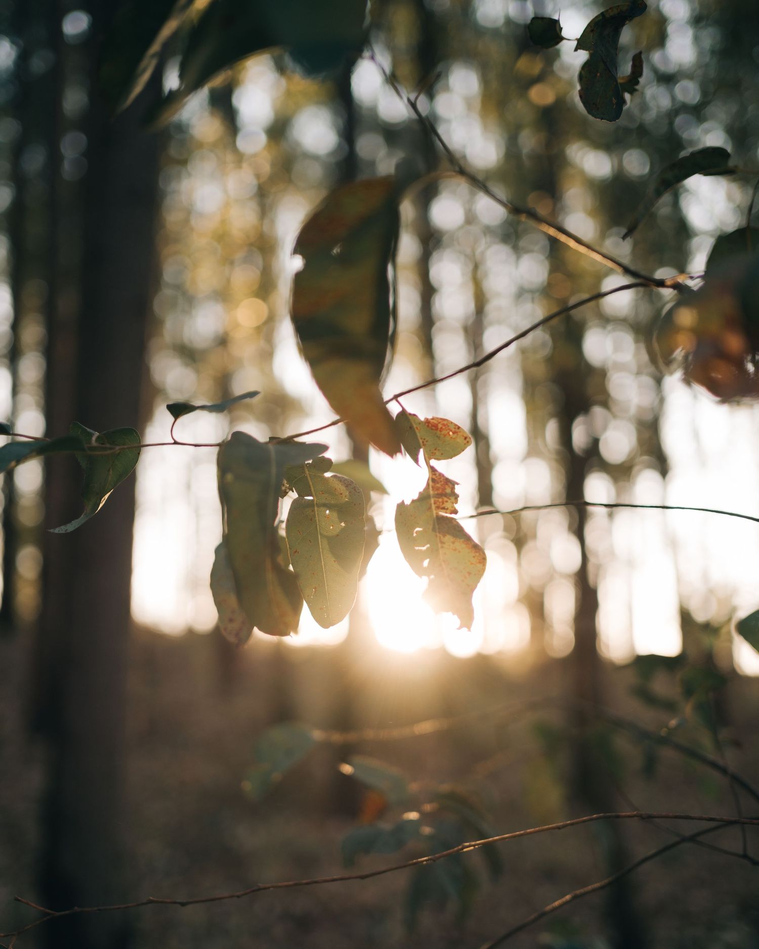 luz do pôr do sol atravessando folhas em ambiente natural, cenário romântico para ensaio pré wedding ao ar livre
