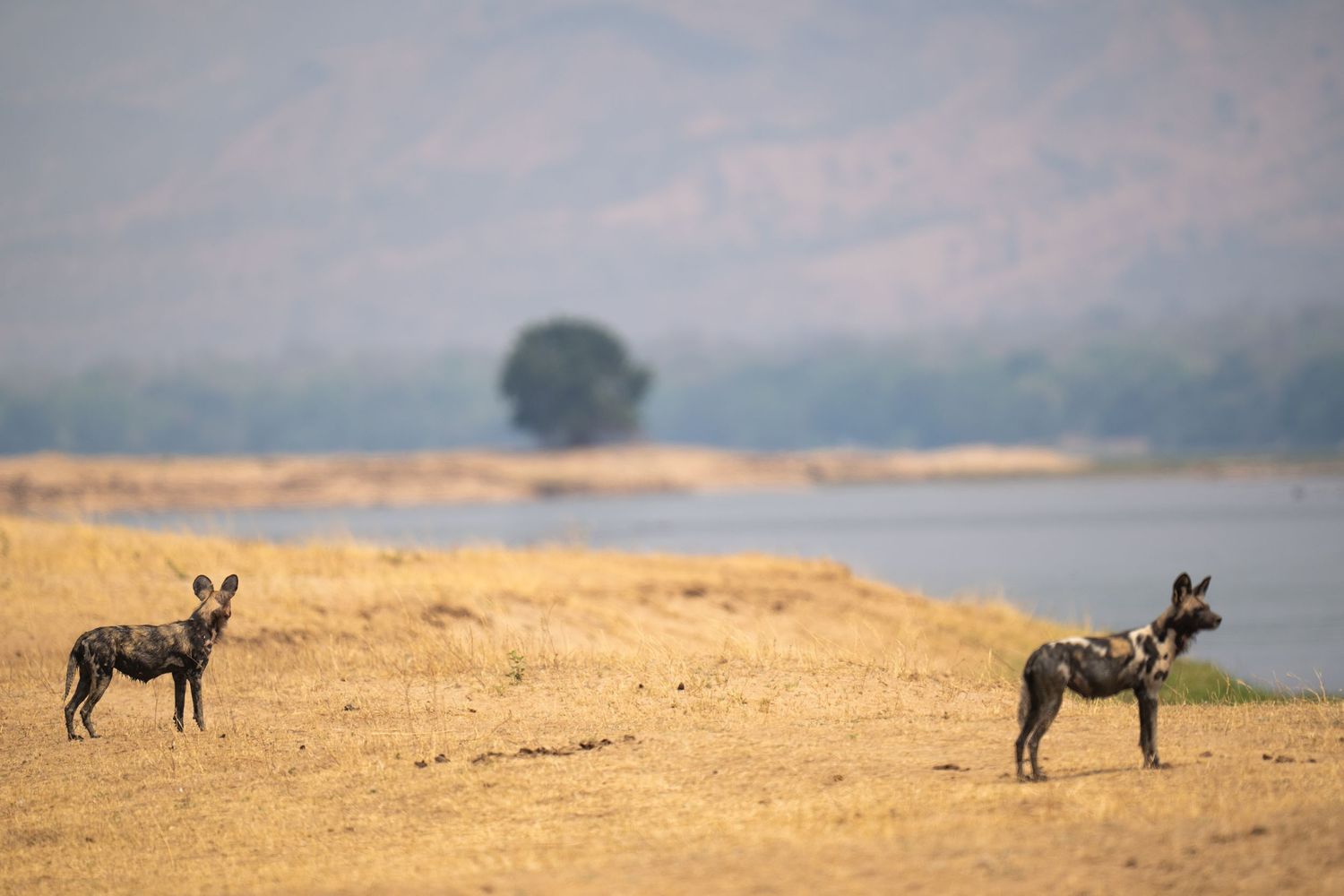 Two African wild dogs standing alert on dry savanna plains.