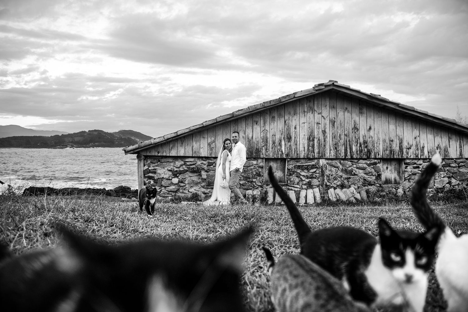 A black and white wedding photo with cats in the foreground and an old barn in the background.