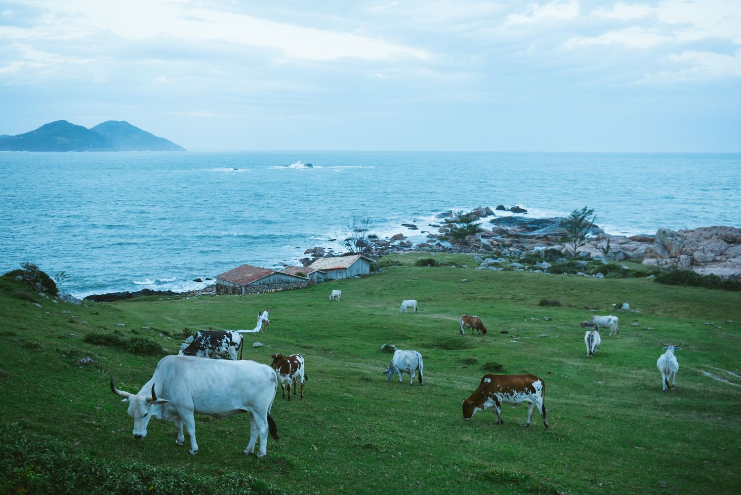 Cattle graze on green coastal cliffs overlooking a blue ocean and mountains.