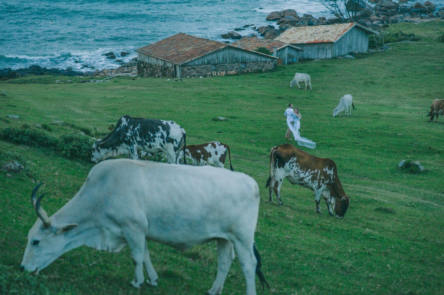 Cows grazing on oceanfront pasture with rustic buildings in the background.