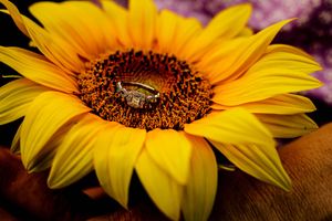 A honeybee collects pollen from the center of a vibrant yellow sunflower in macro photography.