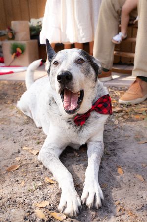 White dog with red bowtie lying on ground showing happy expression during holiday photo shoot.