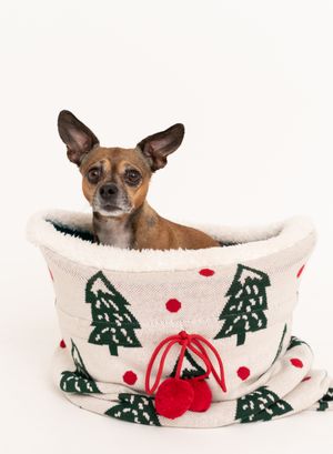 Small brown Chihuahua dog peeks out from a festive white pet bed decorated with Christmas trees and holly pattern.