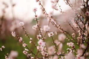 Delicate pink cherry blossoms blooming on branches with soft bokeh background.