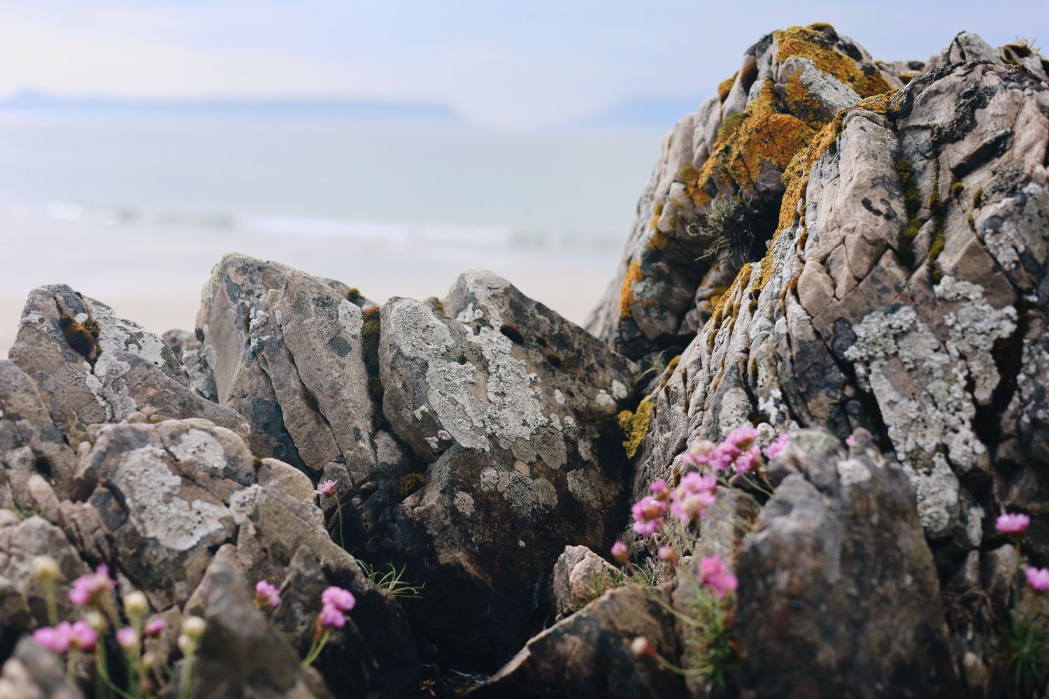 Pink wildflowers growing among rocky coastal cliffs with misty ocean backdrop.