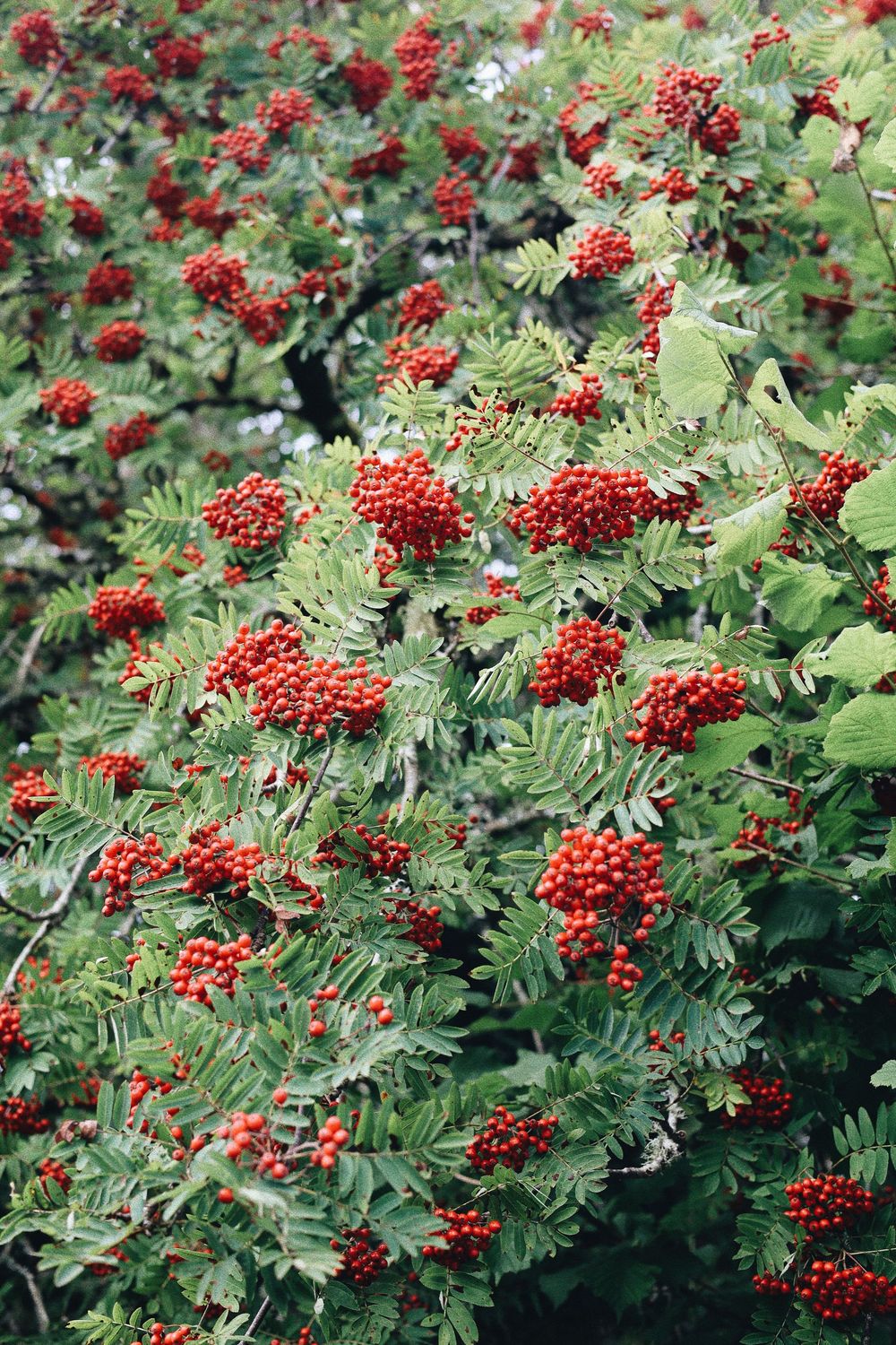 Vibrant red mountain ash berries growing in clusters among green foliage in a garden setting.