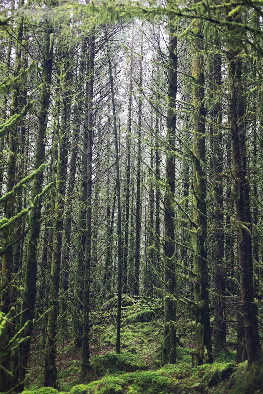 Dense misty forest of tall evergreen trees with moss-covered ground creating a mystical woodland atmosphere.