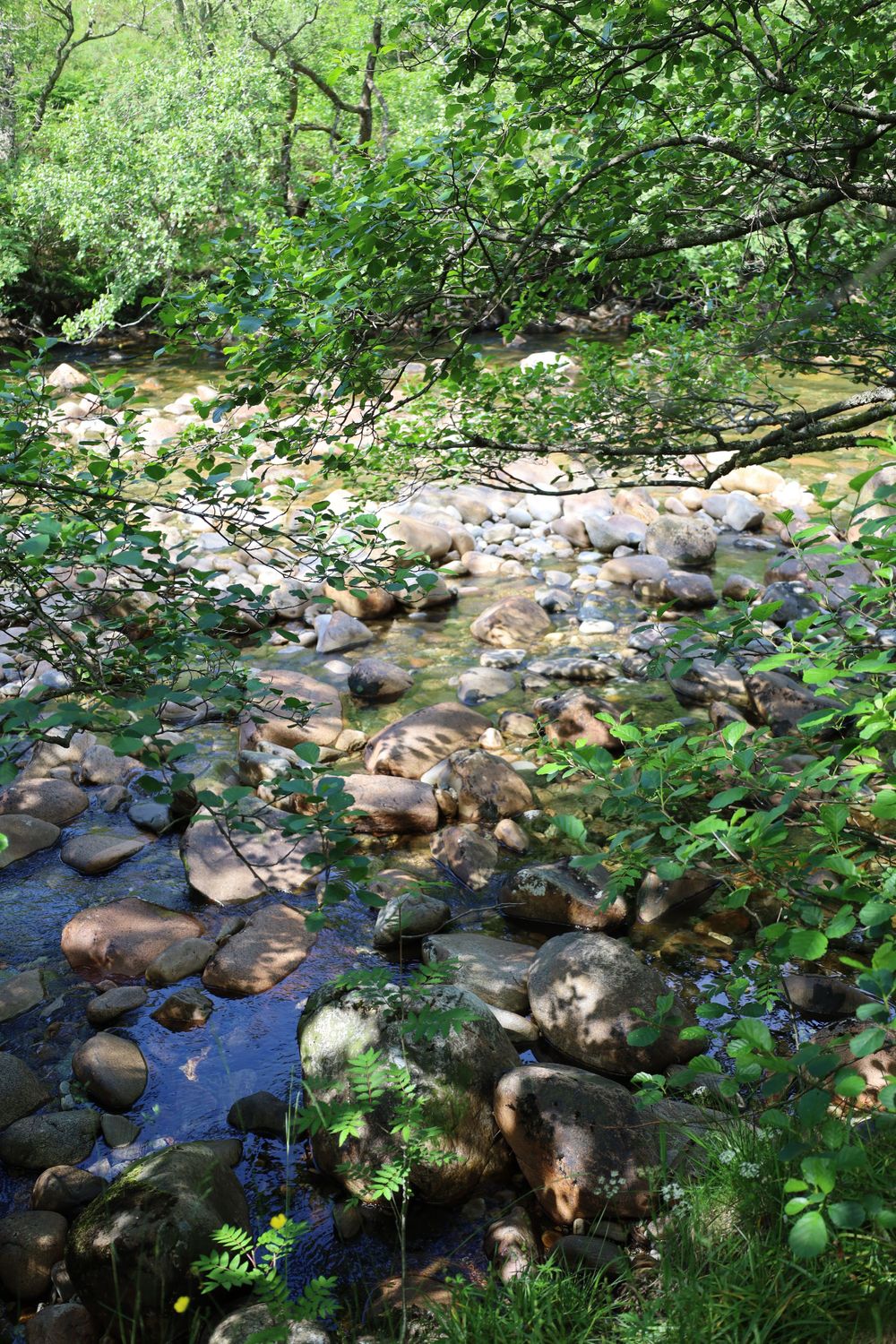Peaceful woodland stream flowing over rocks surrounded by lush green vegetation.