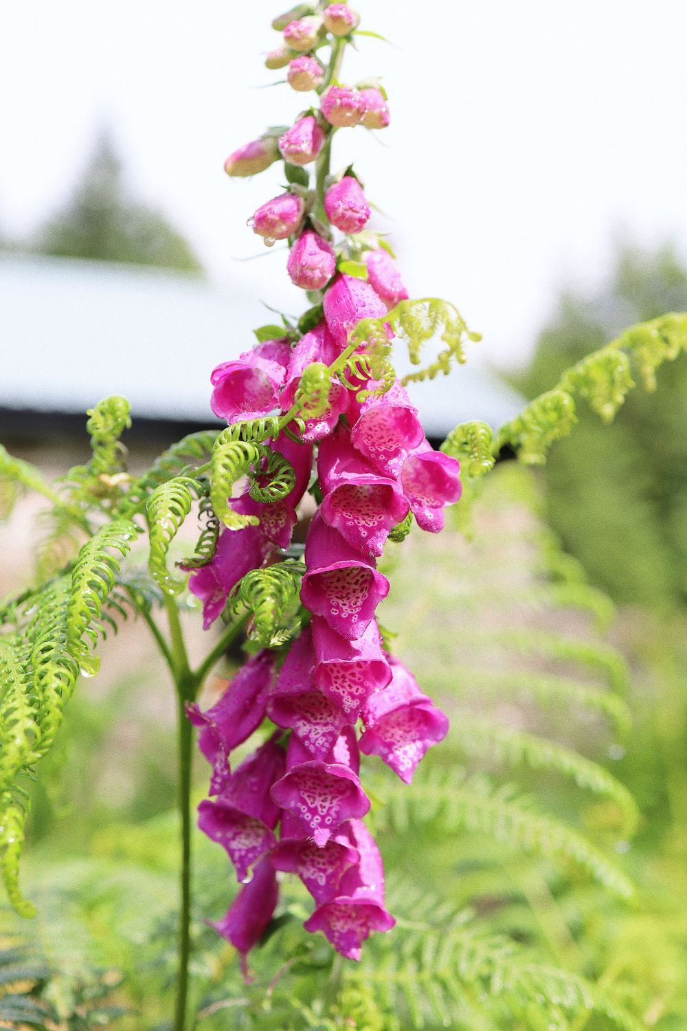Vibrant pink foxglove flowers bloom on tall stalks among green ferns in a summer garden.