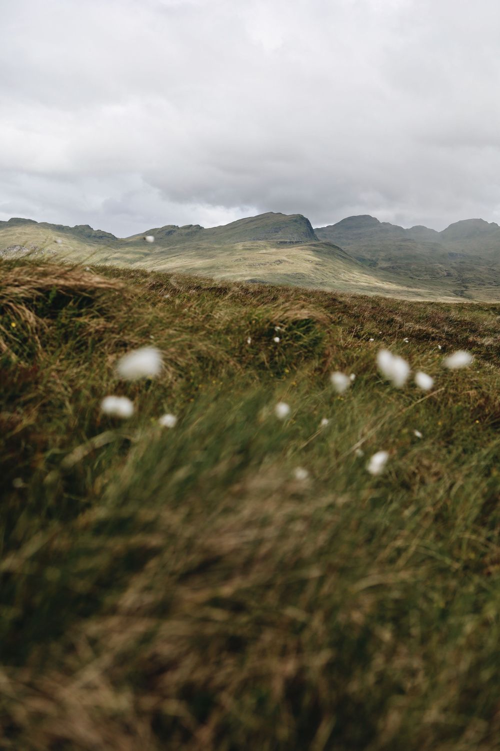 Misty Scottish highlands landscape with cotton grass and rolling hills under moody skies.